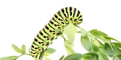 Caterpillar Crawling Plant Leaves, Isolated on White