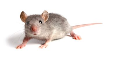 mouse_shutterstock